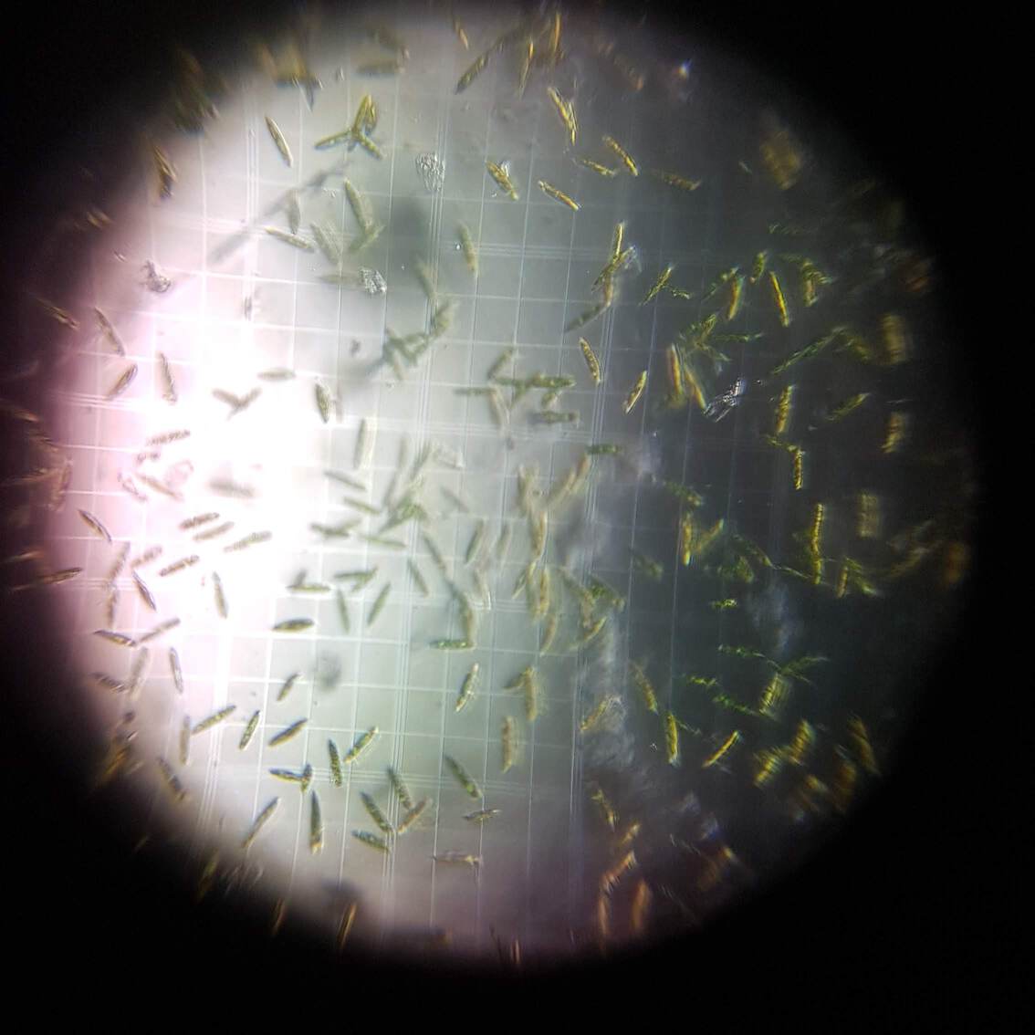 *Euglena gracilis* on a hemocytometer viewed under a DIY lasercut microscope